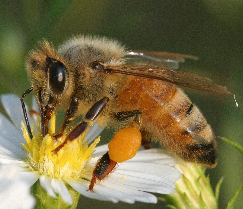 About Honey Bees Treasure Coast Beekeepers Association